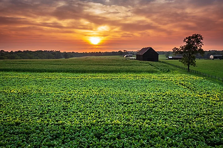 Scenic aerial view of tobacco farm in Central Kentucky at sunset