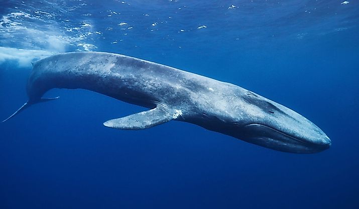 Blue whale in the ocean in Sri Lanka.