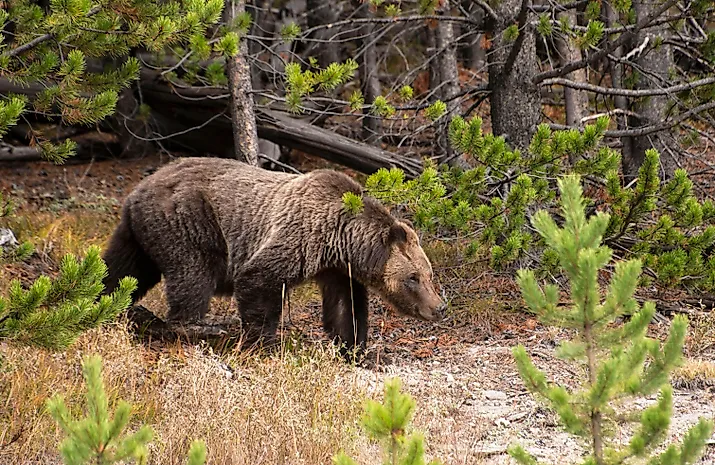 Grizzly bear walking through forest