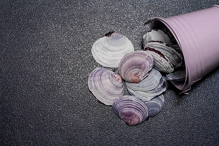 Clam shells spilling out of a metal bucket