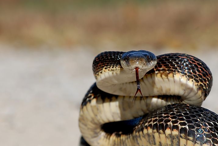 A large and healthy western rat snake from northern Missouri.