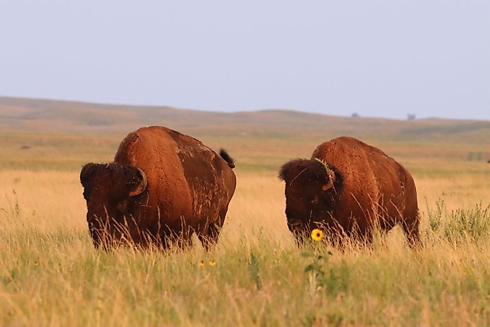 American bison at Fort Niobrara National Wildlife Refuge near Valentine, Nebraska. Image credit: USFWS Mountain-Prairie via Flickr.com.