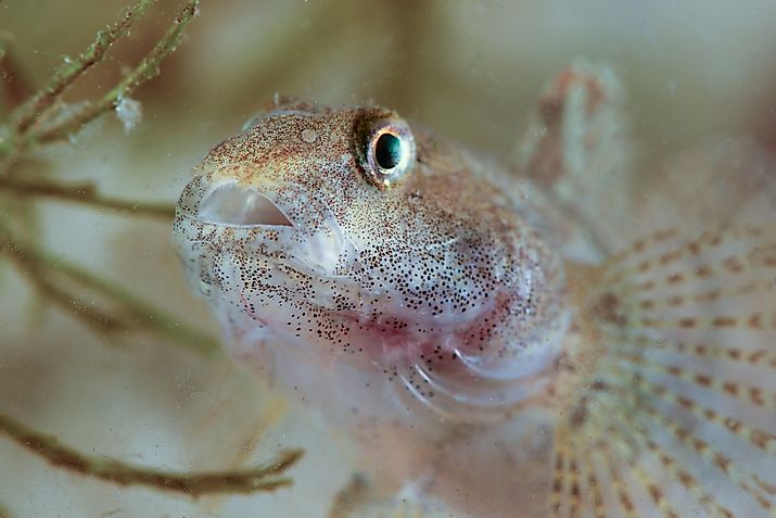 The round goby (Neogobius melanostomus) is an invasive species in the Great Lakes (Credit: Geza Farkas via Shutterstock)