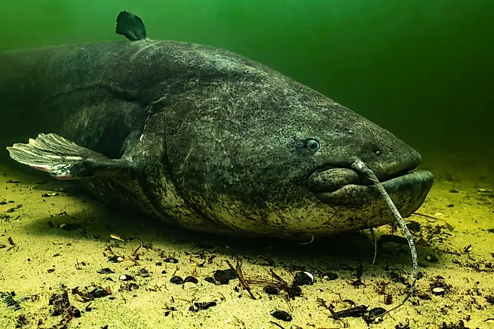 A wels catfish (Silurus glanis)