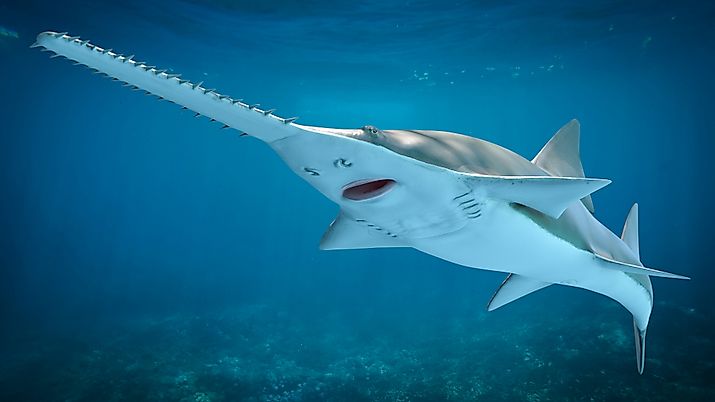 A sawfish