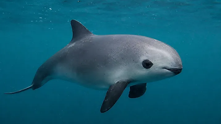 A vaquita (Phocoena sinus)