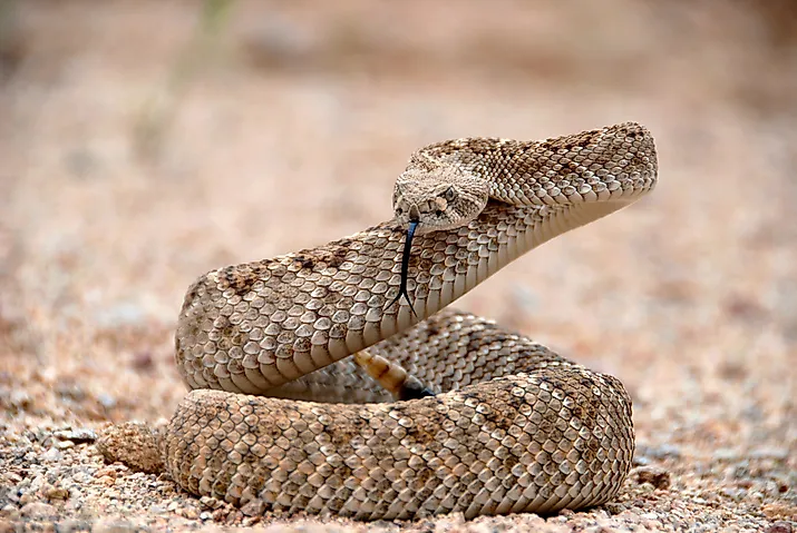 A Western Diamondback rattlesnake in a striking pose.