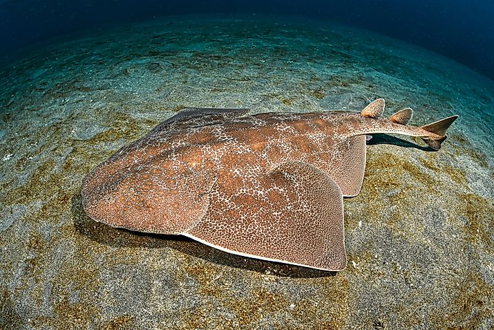 An angel shark (Squatina squatina)