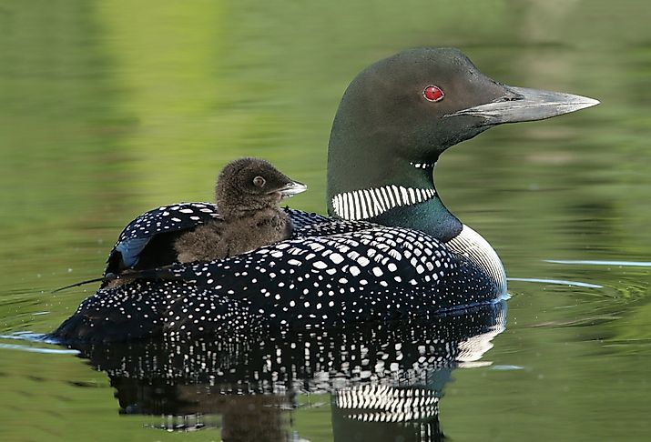 Baby loon riding on its parent's back.