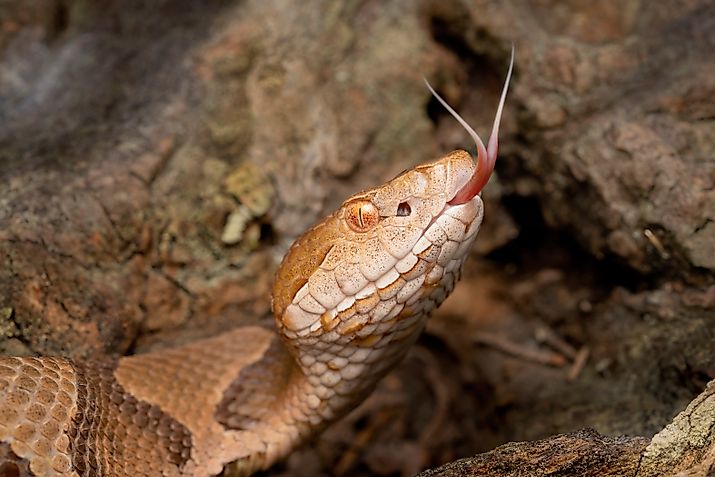 The venomous cottonmouth is a common species in Lake Hartwell and other lakes and river systems across the US.