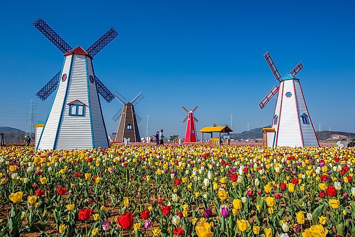Tulips and windmills in the charming town of Holland, Michigan.