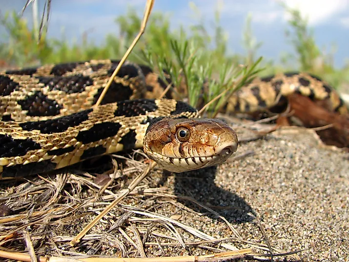Eastern fox snake