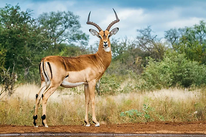 An impala (Aepyceros melampus)
