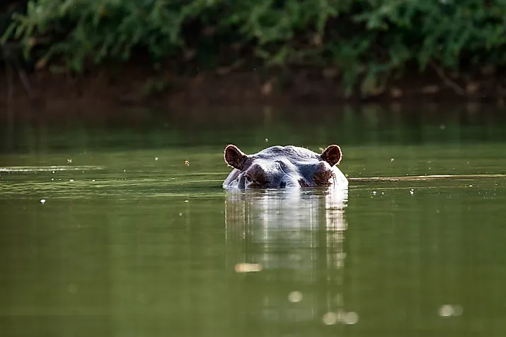 Curious hippo in the Gambia River near Niokolo-Koba National Park in Senegal, West Africa