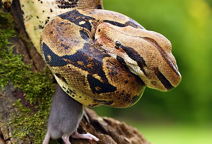 The boa constrictor (Boa constrictor), also called the red-tailed or the common boa, with prey caught on an old branch.