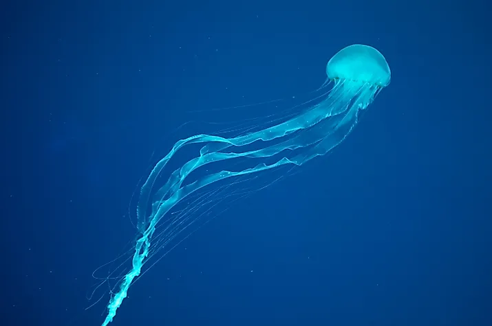Box jellyfish. 