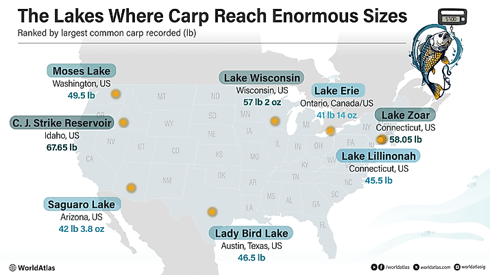 Infographic of record common carp sizes across lakes in North America. 