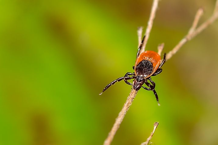 A black-legged tick, also known as a deer tick.