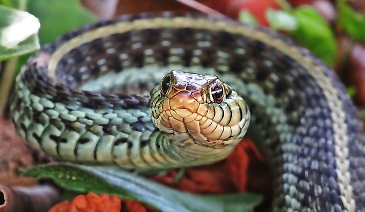Close-up of an eastern garter snake.