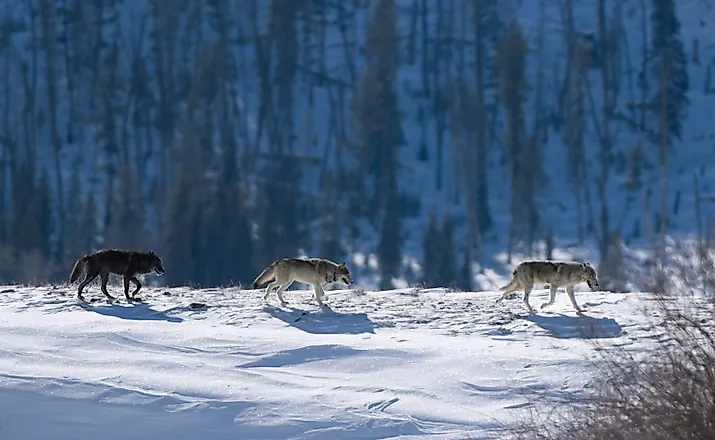 Three Druid wolves trot snowy Lamar Valley Yellowstone National Park
