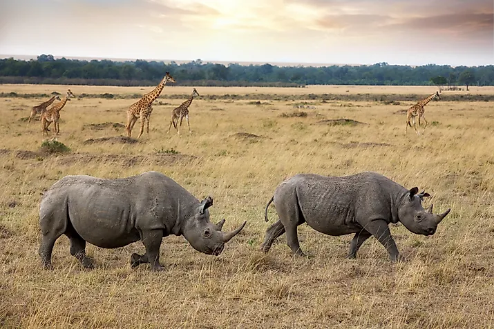 Black rhinos in Maasai Mara game reserve in Kenya.