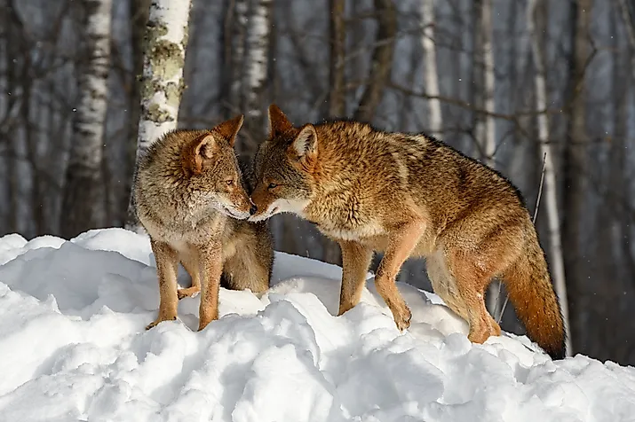 Coyotes greeting each other in the winter landscape.