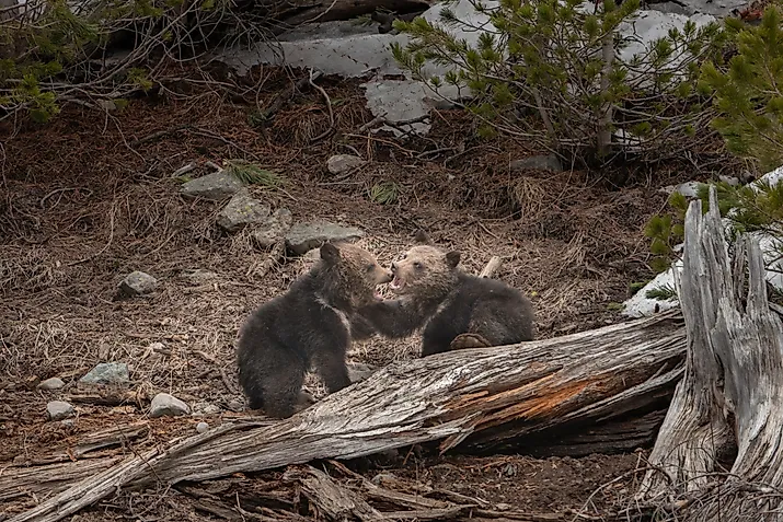 USA, Wyoming, Bridger-Teton National Forest. Grizzly bear cubs playing.