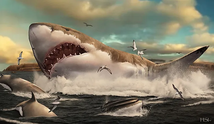 An artist's impression of a Megalodon, the giant prehistoric shark. Hugo Saláis, CC BY 4.0 <https://creativecommons.org/licenses/by/4.0>, via Wikimedia Commons