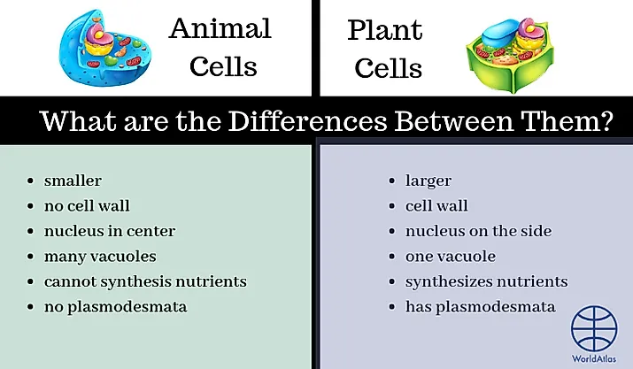 A diagram showing the differences between plant and animal cells. 