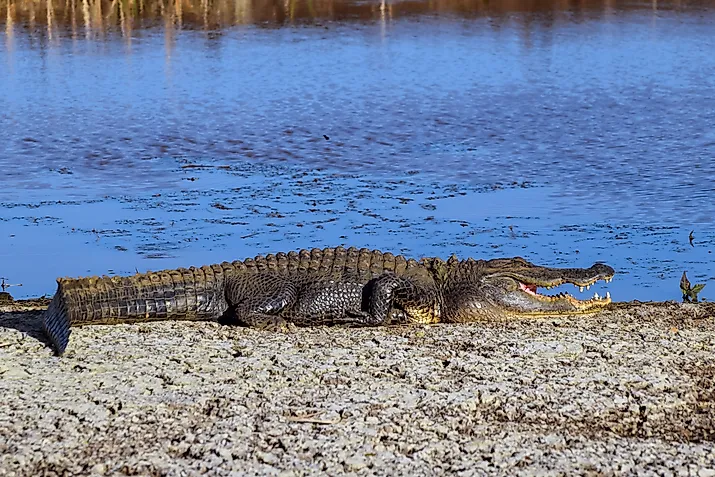 Rivers like the Savannah and Altamaha house alligators that can be defensive or hidden.