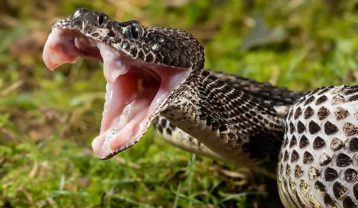 View of timber rattlesnake with mouth open.