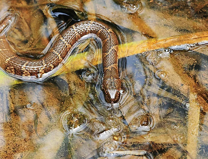 The Northern water snake in a body of water.