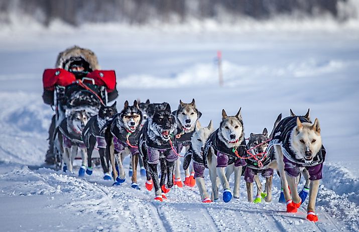 Dog sledding in the Iditarod in Alaska.