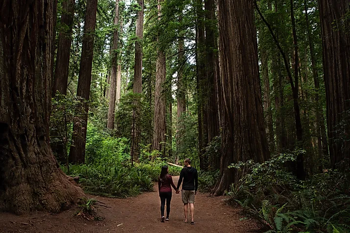 Couple walking through redwood forest at Redwoods National and State Parks, California.