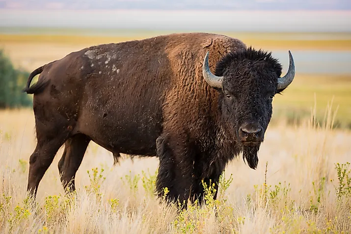 American Bison. 