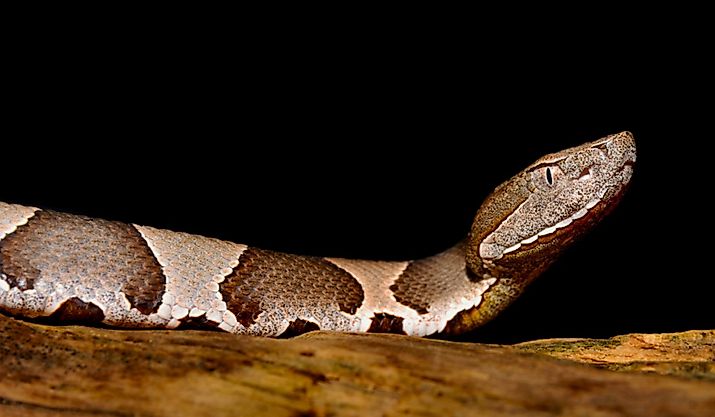Close-up of a copperhead snake.