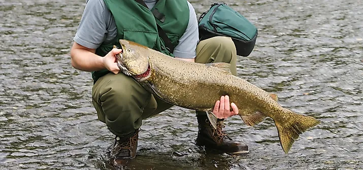 king salmon fish caught in a river
