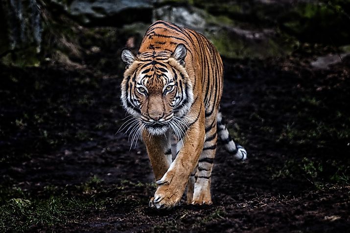 Malayan Tiger. 