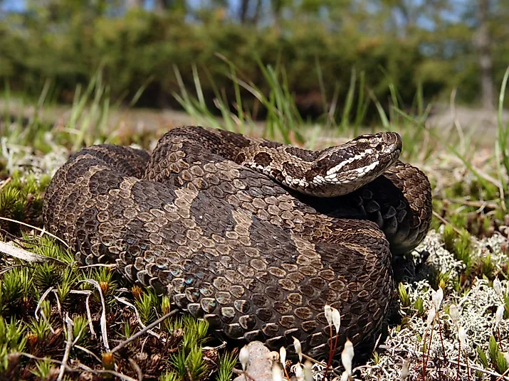 A rare Eastern Massasauga Rattlesnake, native to Pennsylvania.