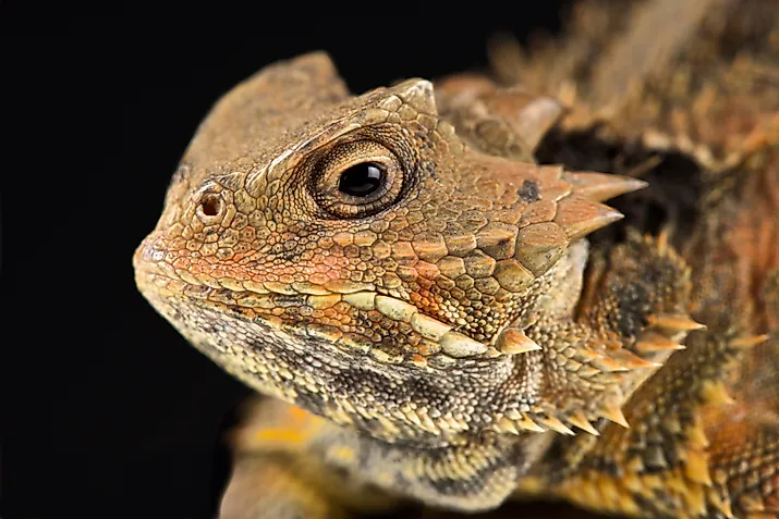 Mexican Plateau Horned Lizard
