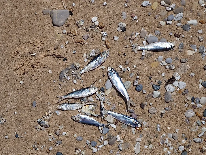 Dead alewives washed up on the shore of Lake Michigan