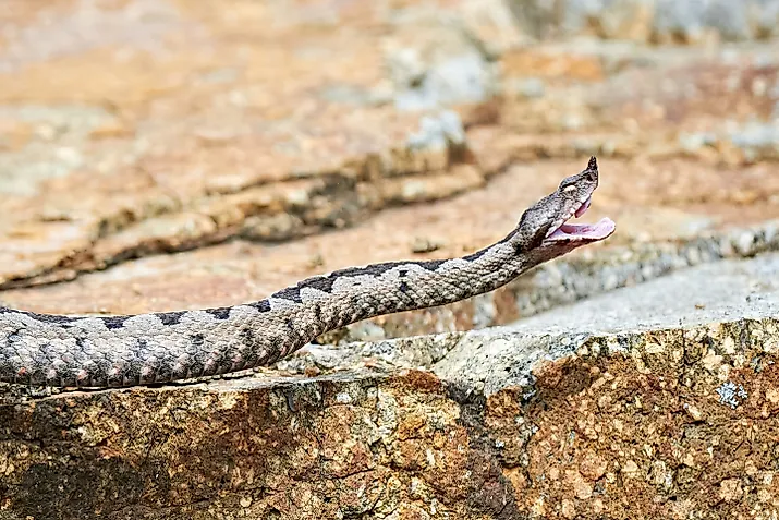 A nose-horned viper (Vipera ammodytes)