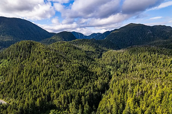 Aerial view over an unbroken canopy of dense green temperate rainforest covering rugged hills, Southeast Alaska. 