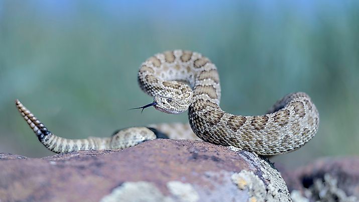 A prairie rattlesnake ready to strike.