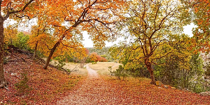 Fall foliage in Lost Maples State Park in Texas.