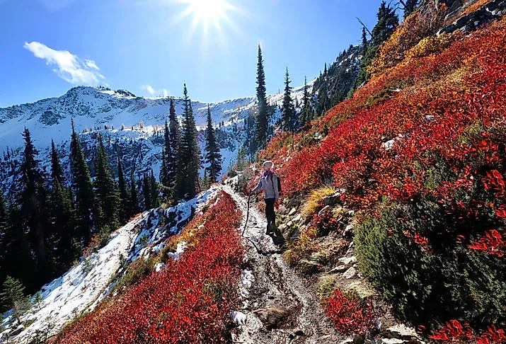 Young woman hiking along steep slope covered with red huckleberry bushes and snow in North Cascades National Park, Washington.