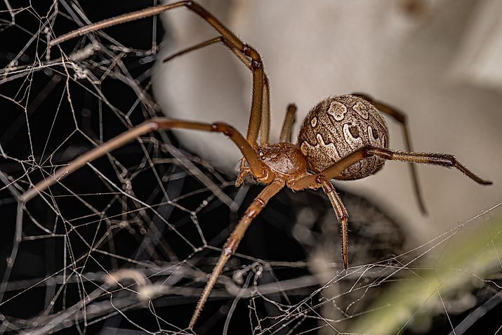 Close-up of a female brown widow spider in its web.