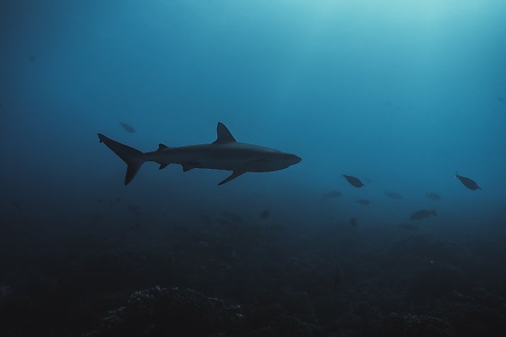 White tip shark with reef fish in the deep blue.