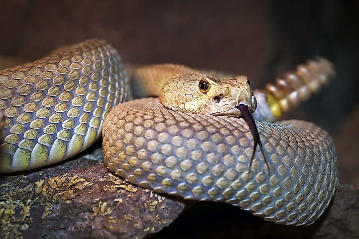 A Mojave or Mohave Rattlesnake (Crotalus scutulatus) rattles and flicks its tongue. (Credit: Ryan M. Bolton via Shutterstock)