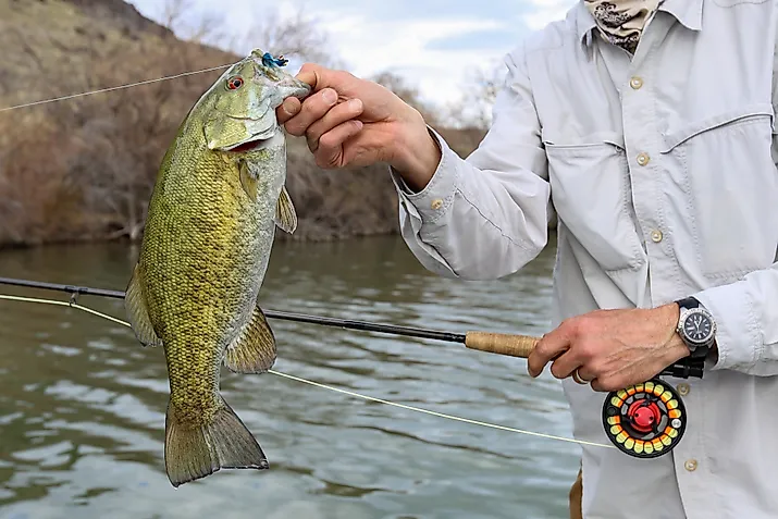 Fly fishing for small mouth bass